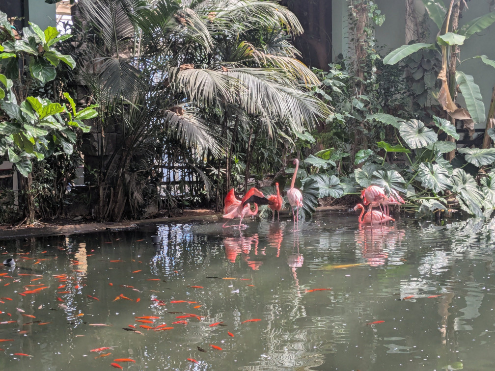 images/blog/flamingos.jpg